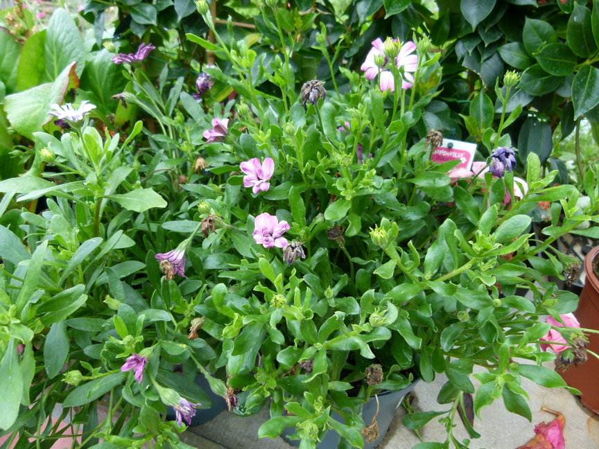 DIMORPHOTECA variés