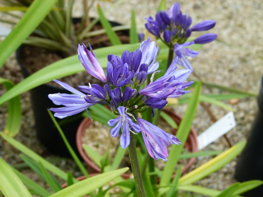 AGAPANTHUS umbellatus Bleu de Chine : floraison estivale. Nº6147
