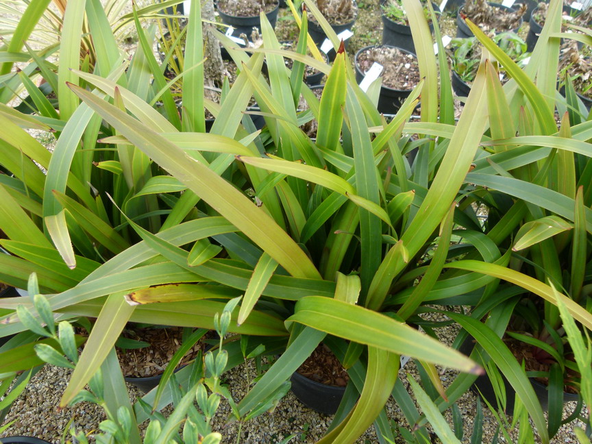 DIANELLA tasmanica Tas Red