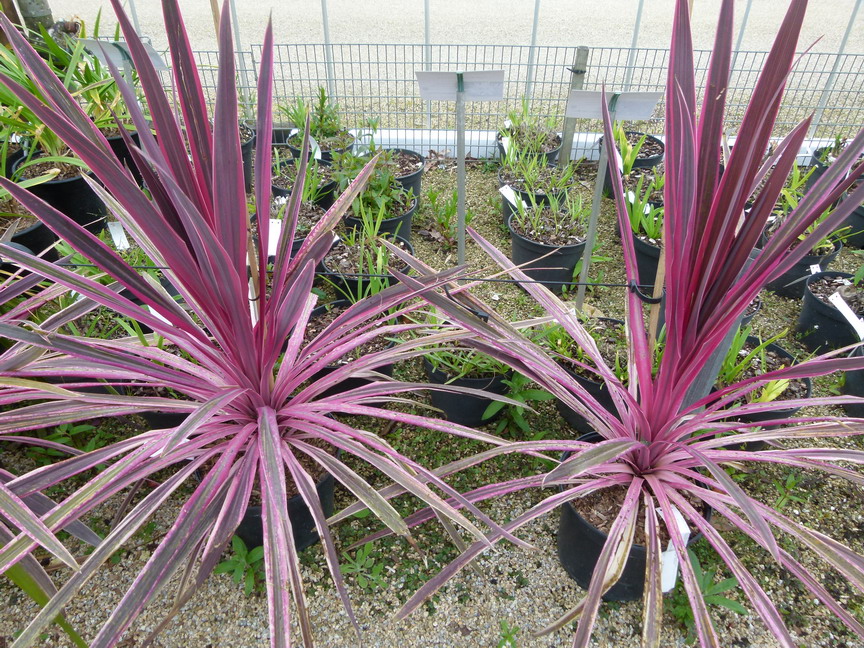 CORDYLINE australis Pink Passion ®