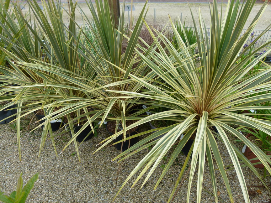 CORDYLINE australis Torbay Dazzler