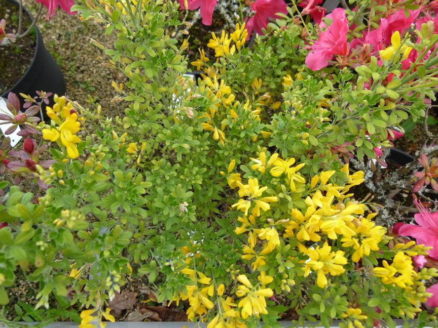 CYTISUS x.racemosus Phebus ®