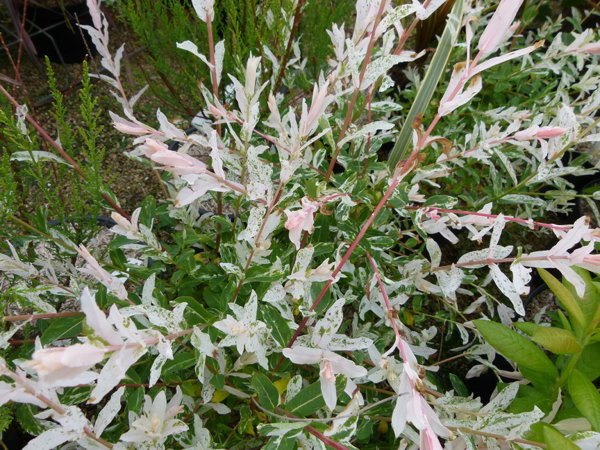 SALIX integra Hakuro-nishiki