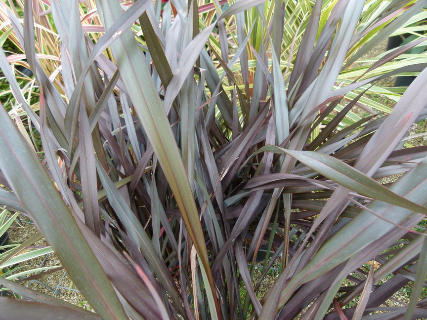 PHORMIUM Plats Black