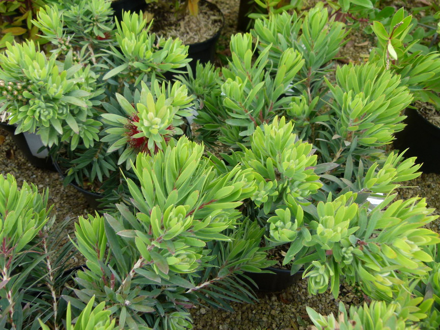 CALLISTEMON viminalis Little John