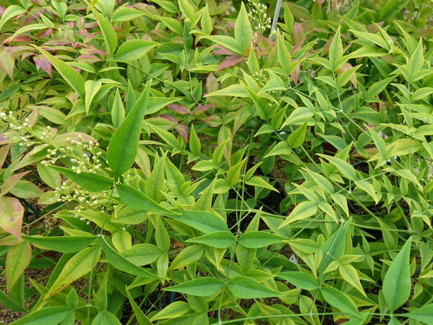 NANDINA domestica Brightlight ®