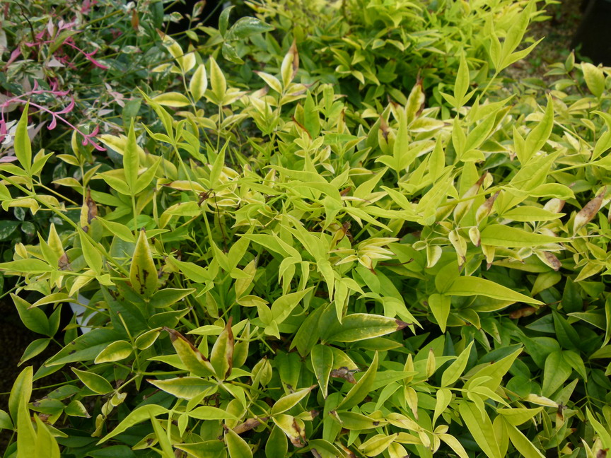 NANDINA domestica Lemon Lime