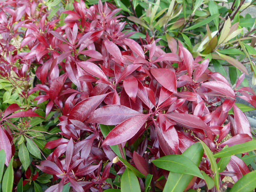 PIERIS japonica Katsura ®