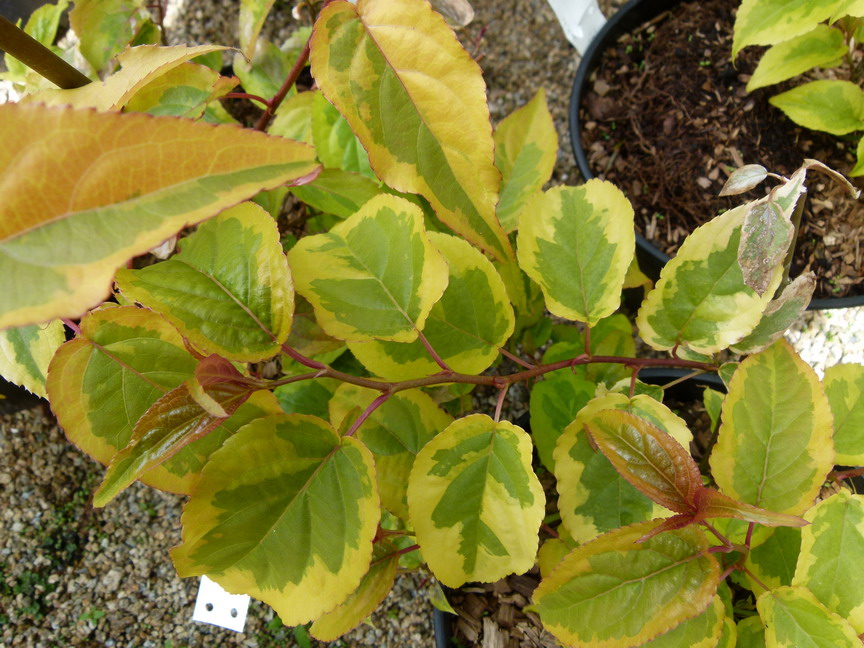 STACHYURUS chinensis Joy Forever