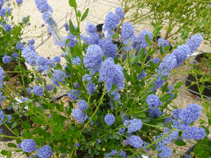 CEANOTHUS Victoria