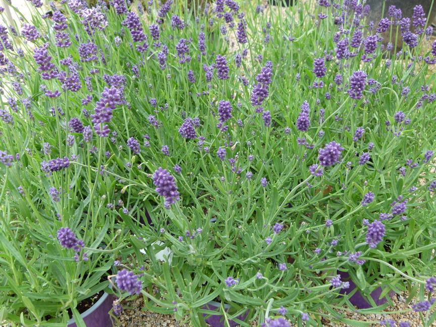 LAVANDULA angustifolia Essence Purple
