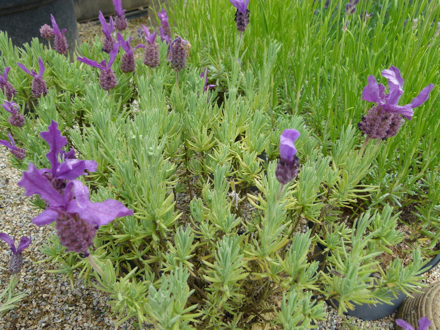 LAVANDULA stoechas Fantasia Early Purple : floraison estivale. Nº6170