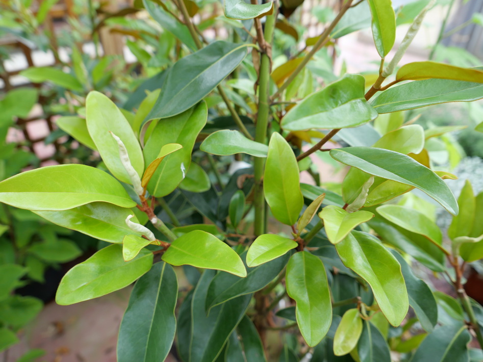 MAGNOLIA grandiflora Alta ®