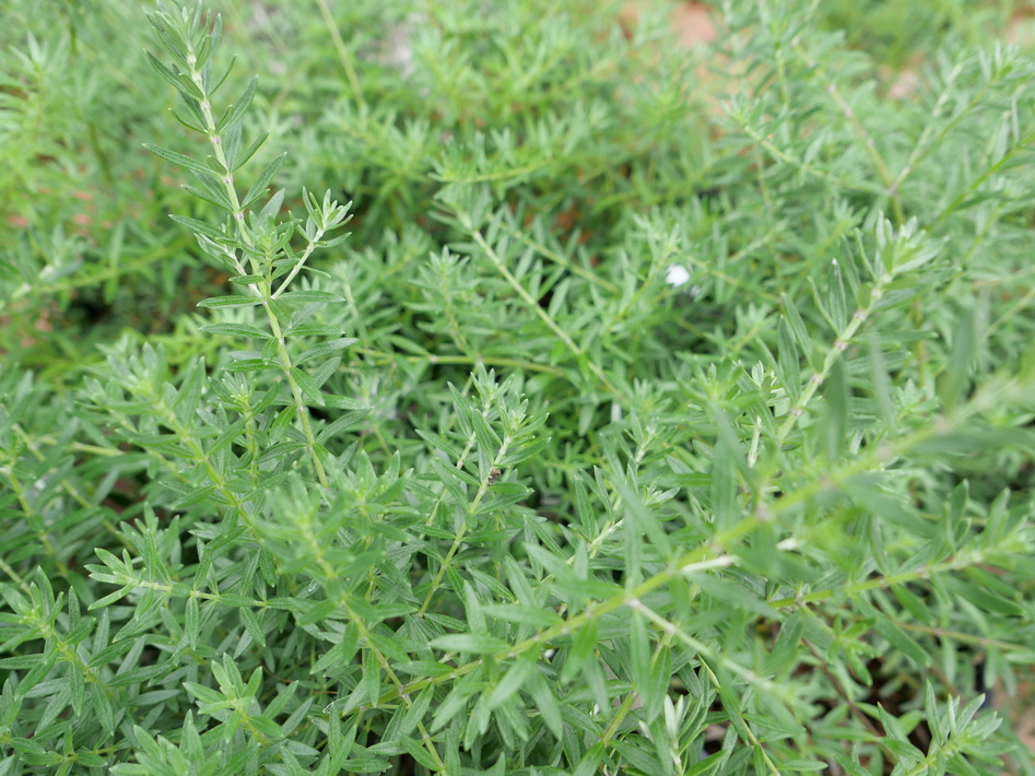 WESTRINGIA fruticosa Mundi ®