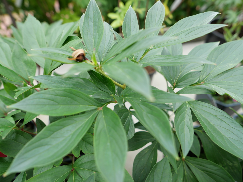 PAEONIA lactiflora Karl Rosenfield