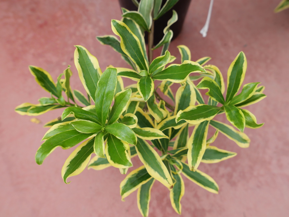DAPHNE odora Marianni ®