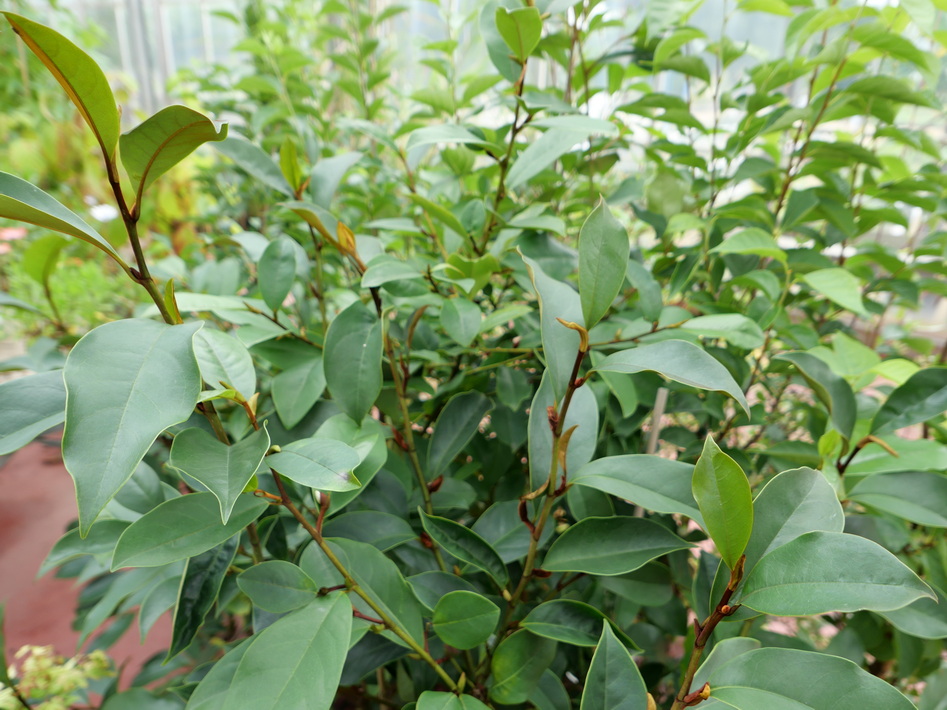 MICHELIA x.foggii Allspice