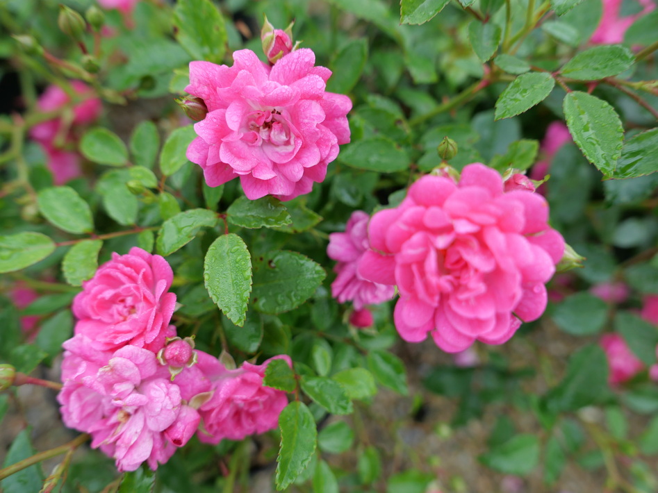 ROSA Fairy Rood : floraison estivale. Nº6199
