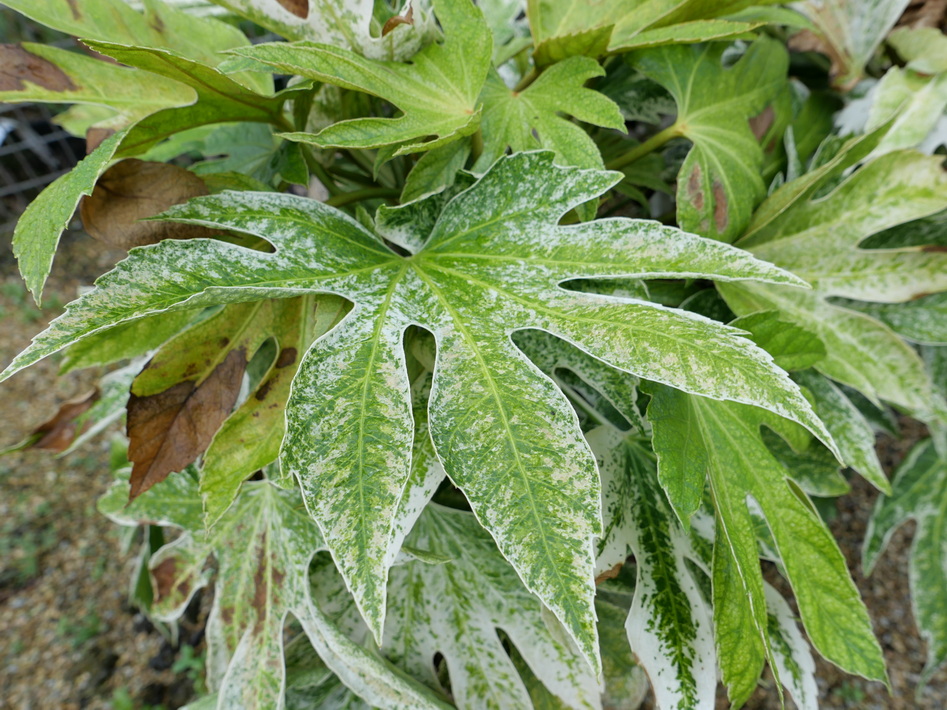 FATSIA japonica Spider's Web