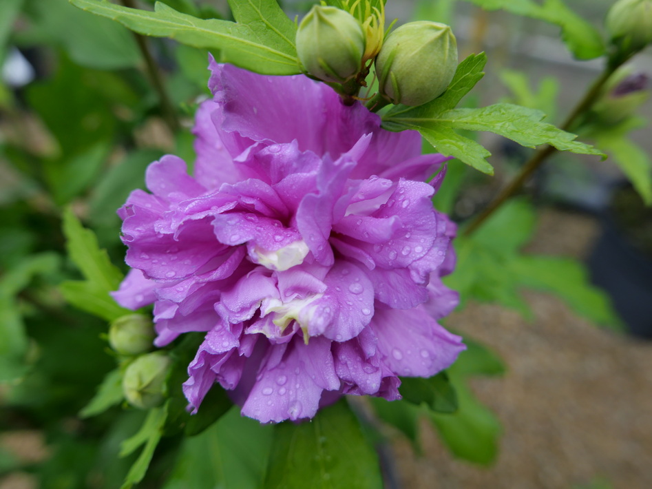 HIBISCUS syriacus French Cabaret Purple ®