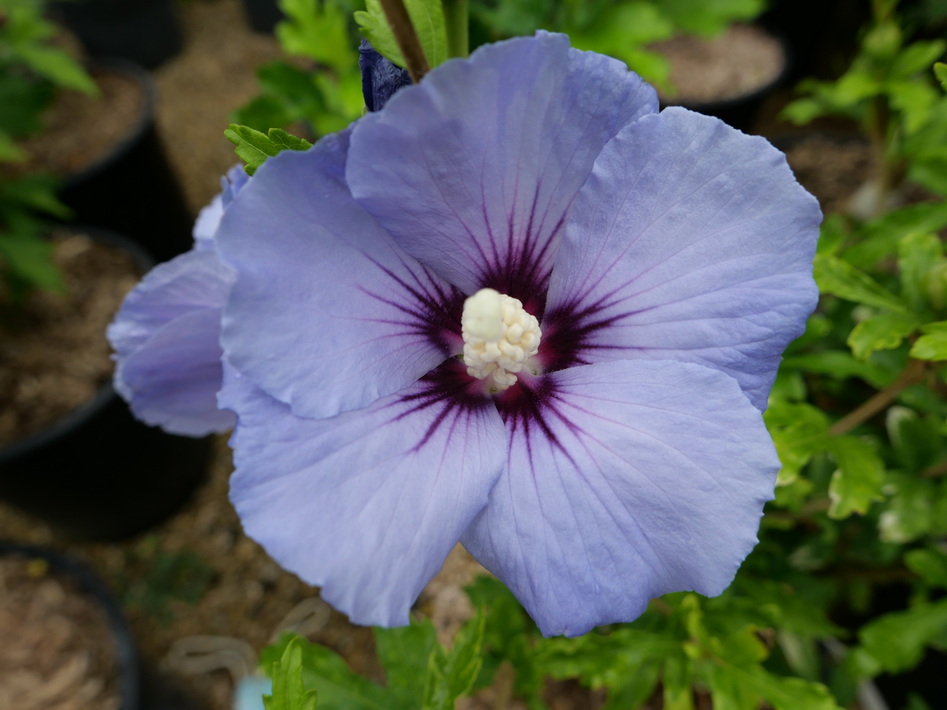 HIBISCUS syriacus Sup'Blue ®