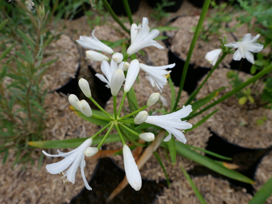 AGAPANTHUS Little Dutch White ® : floraison estivale. Nº6207