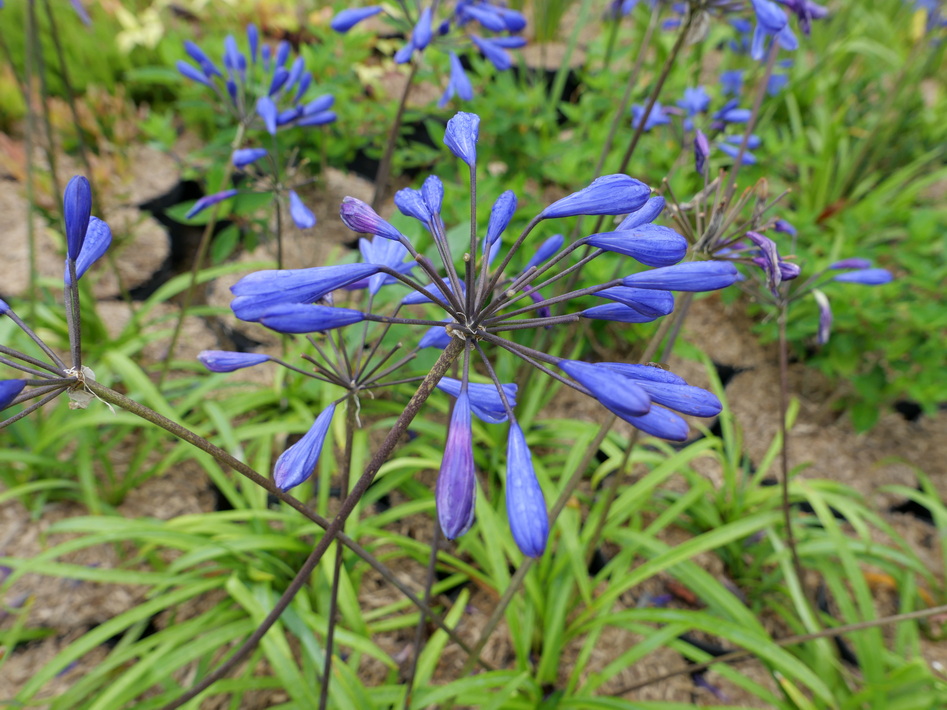 AGAPANTHUS Brillant Blue ® : floraison estivale. Nº6208