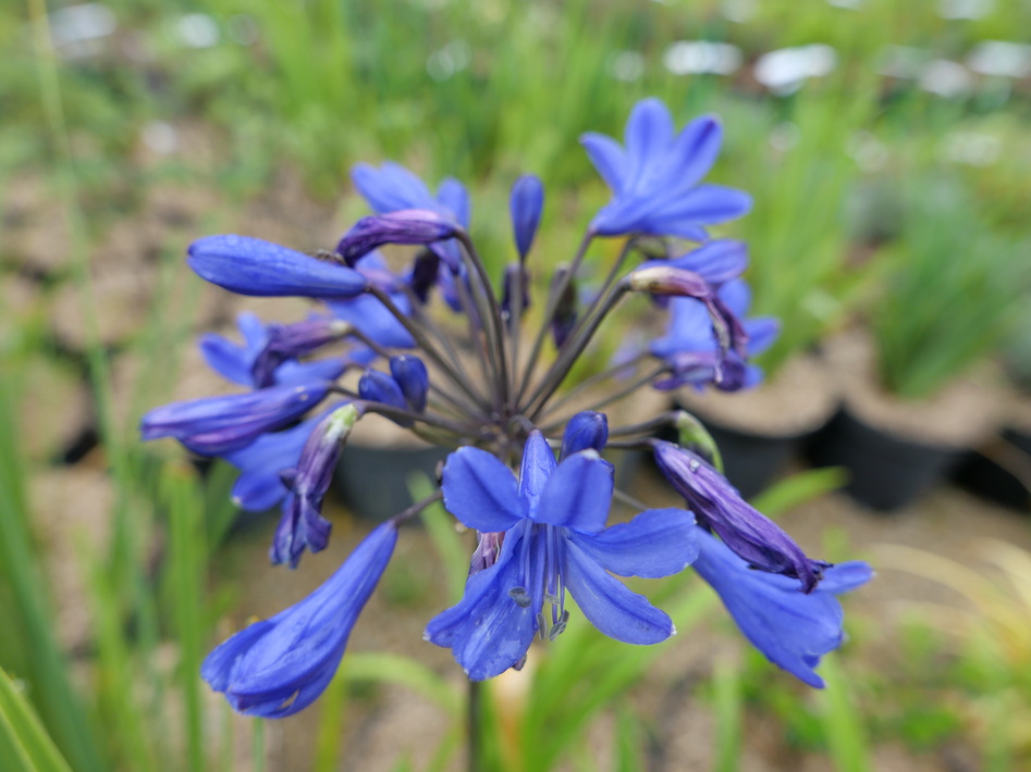 AGAPANTHUS Blitz Prestige ®