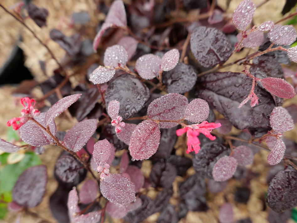 LOROPETALUM chinense Rose in Black