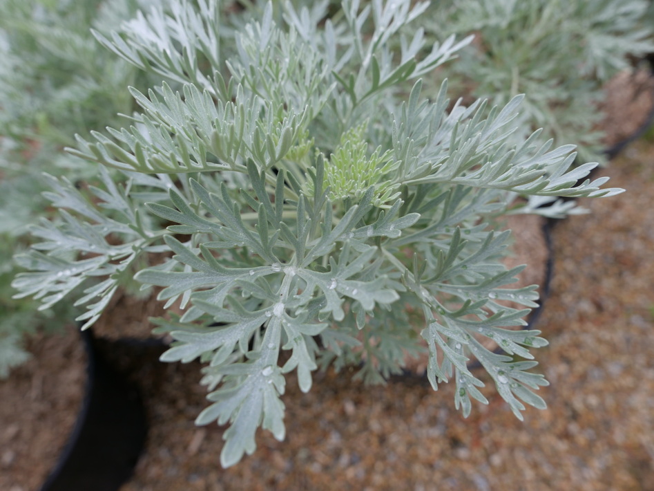 ARTEMISIA arborescens Powis Castle