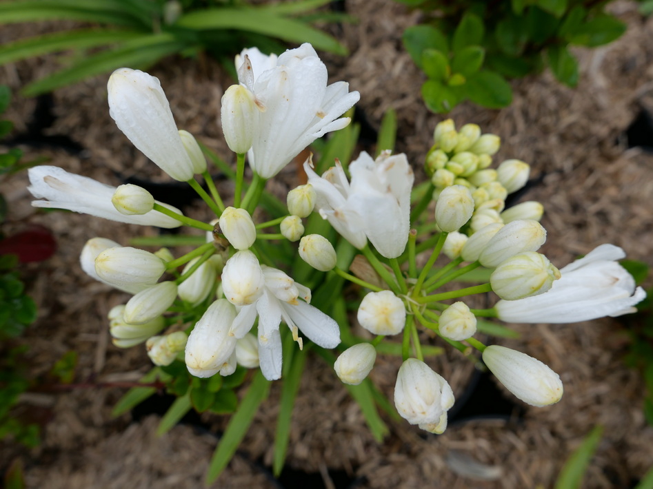 AGAPANTHUS Double Diamond