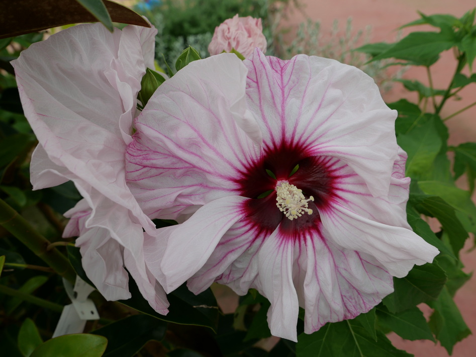 HIBISCUS moscheutos Summerific ®