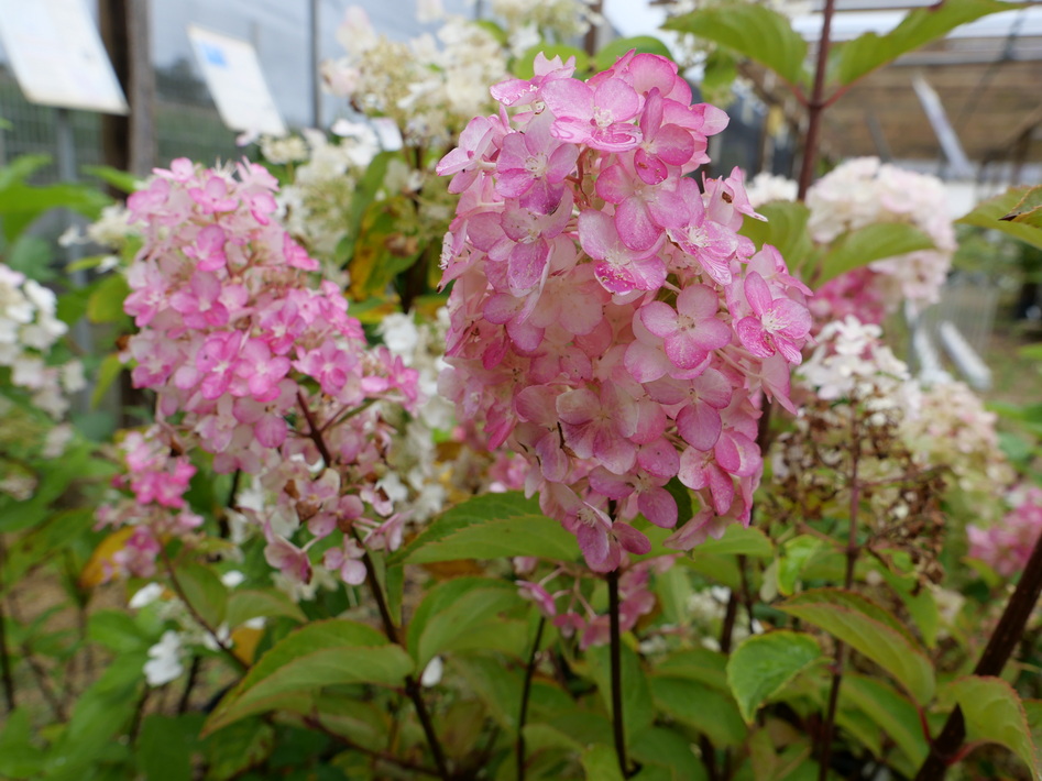 HYDRANGEA paniculata Fraise Melba ®