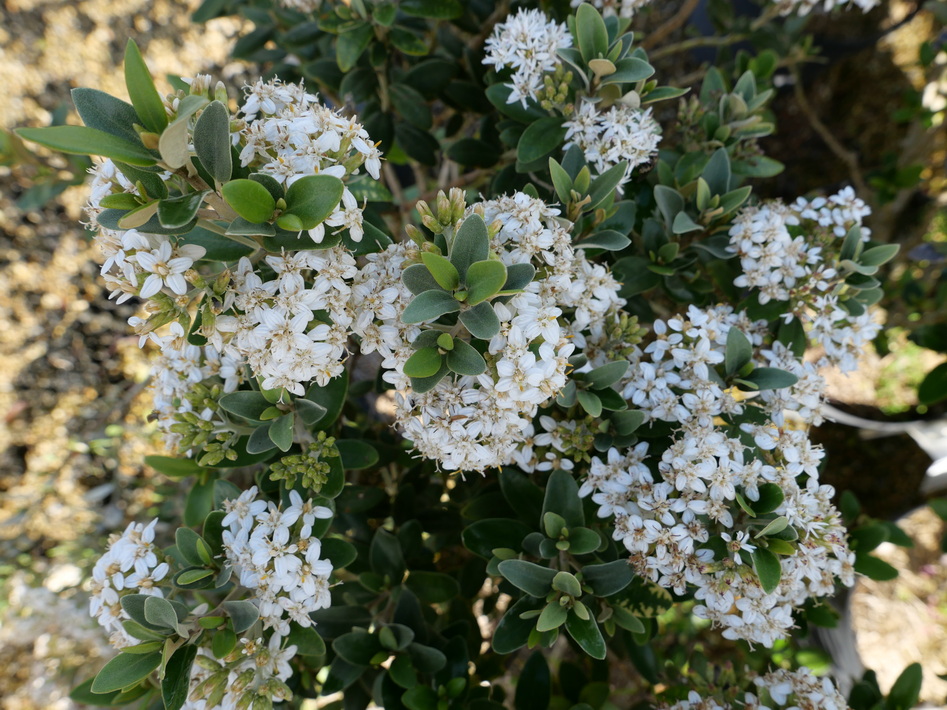OLEARIA x.haastii : floraison estivale. Nº6223