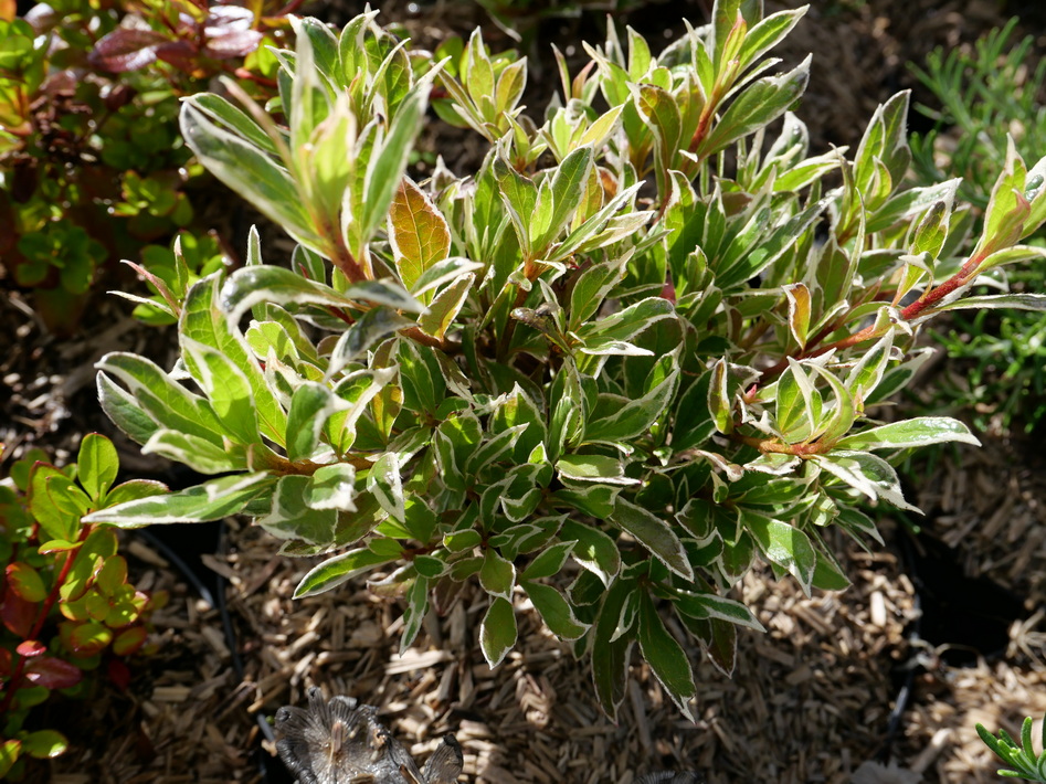 AZALEA japonaise Silver Sword