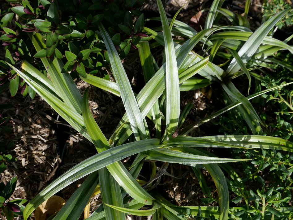 ASTELIA nervosa Silver Shadow