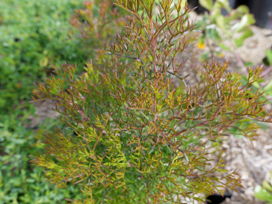 ISOPOGON formosus