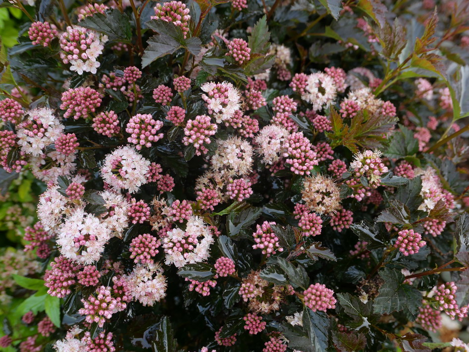 PHYSOCARPUS opulifolius Tiny Wine ®