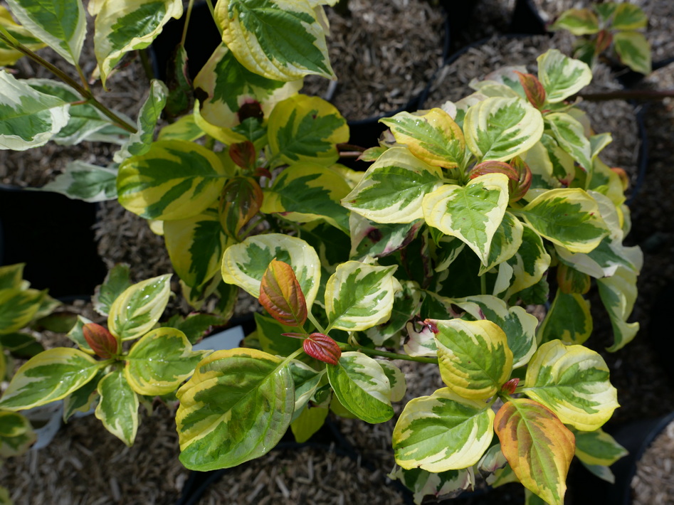 CORNUS alternifolia Golden Shadow ®