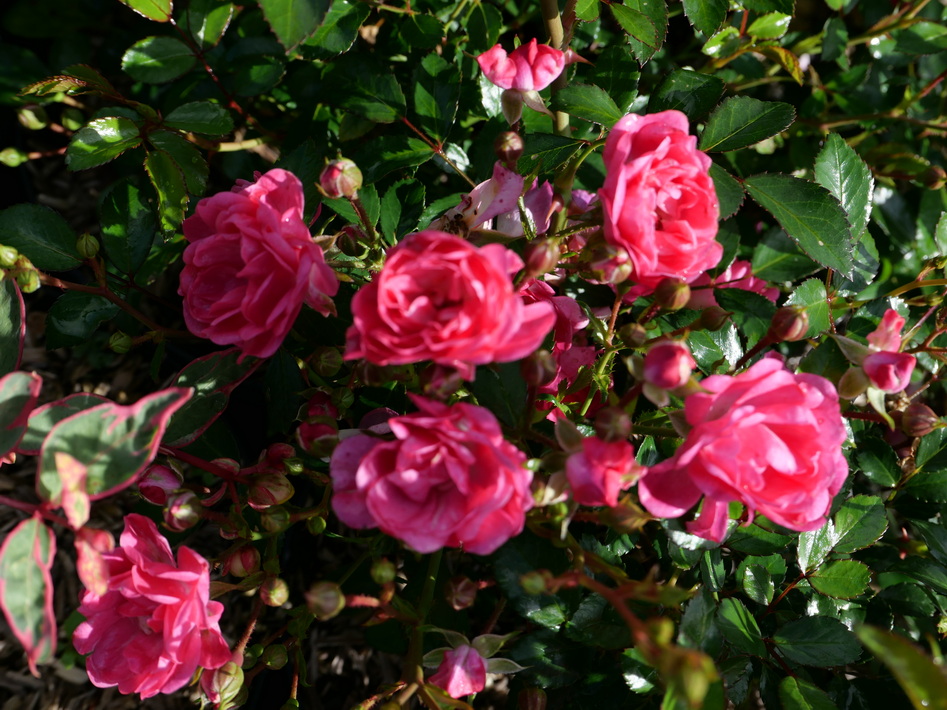 ROSA Fairy Rood : floraison estivale. Nº6243