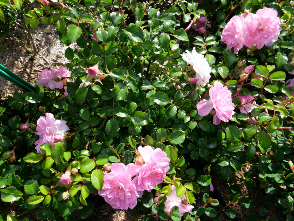 ROSA x.Pablito : floraison estivale. Nº6244