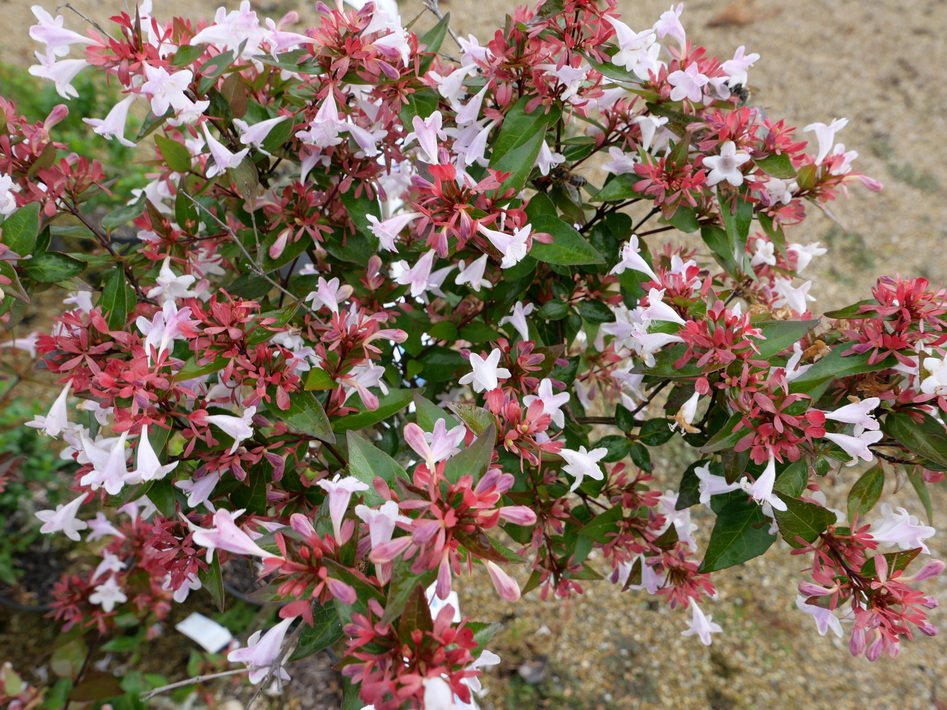 ABELIA x.grandiflora : floraison estivale. Nº6245