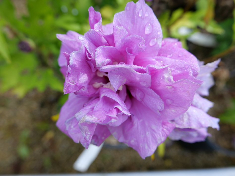 HIBISCUS syriacus French Cabaret Purple ®
