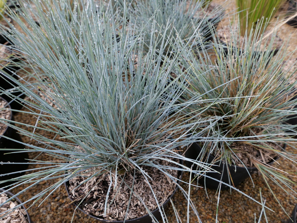 FESTUCA glauca Intense Blue ®