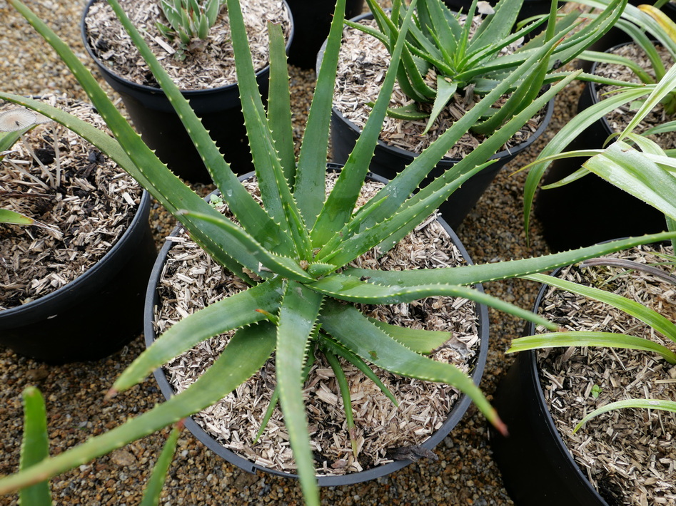 ALOE Safari Sunrise