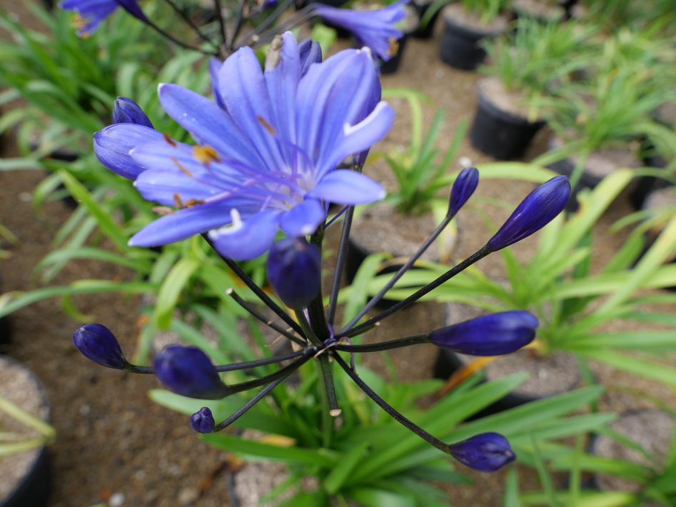 AGAPANTHUS Tornado ®