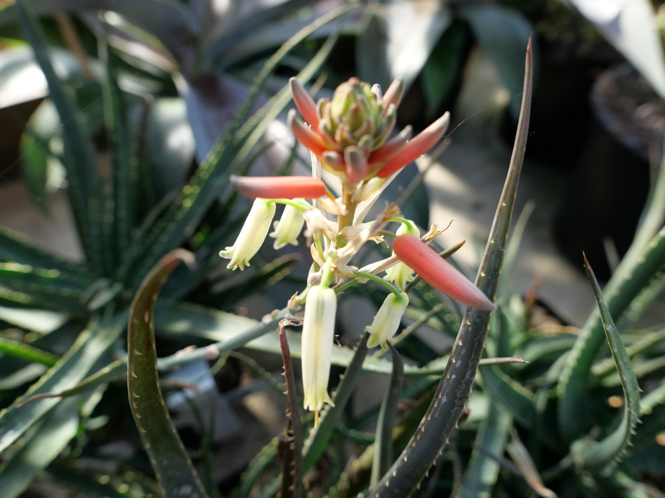 ALOE Safari Sunrise