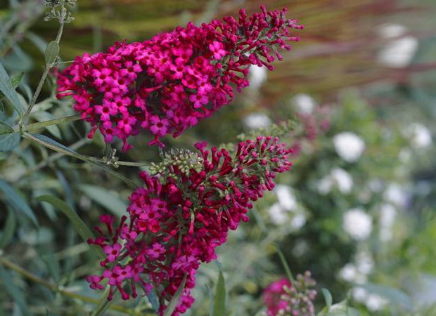 BUDDLEJA davidii Prince Charming