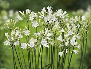 AGAPANTHUS L'Amour d'Eté Blanc ®