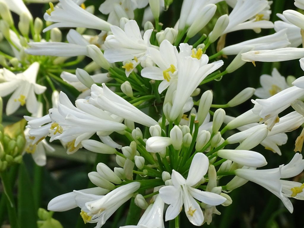 AGAPANTHUS umbellatus Pitchoune White ®